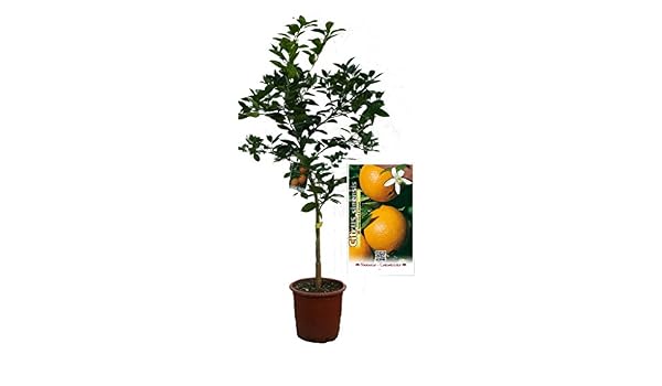 Naranjo Navelina - Árbol frutal de 2 años: Amazon.es: Jardín