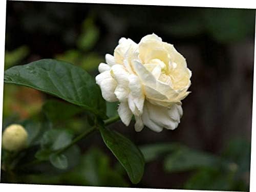 WAZZ Live Plant Jasmine (Triple Bloomer) - RK255