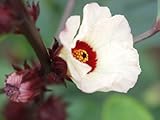 50 ROSELLE HIBISCUS Sabdariffa Fruit / Flower Seeds