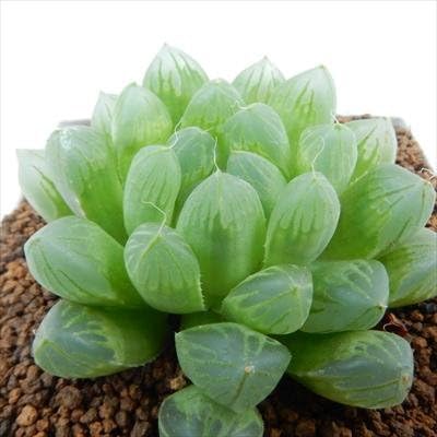 Amazon Co Jp Osクリスタルプラント ハオルチア 中国産オブツーサ 多肉植物 3号鉢 ホーム キッチン