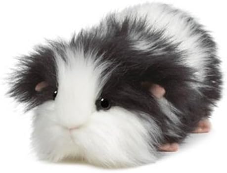 black and white fluffy guinea pig