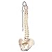 3B Scientific A58/1 Classic Flexible Spine male - 3B Smart Anatomy
