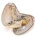 HENGSHENG 10 Pieces Freshwater Cultured Pearl Oysters with Single 6-8 mm Round Pearl Inside Love Wish(Random Color)