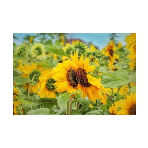 Trademark Fine Art Canvas Wall Art - Carrie Ann GrippoPike 'Sweet Sunflower Kis…