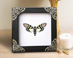 Real Framed Butterfly Cicadas White Frame Dried