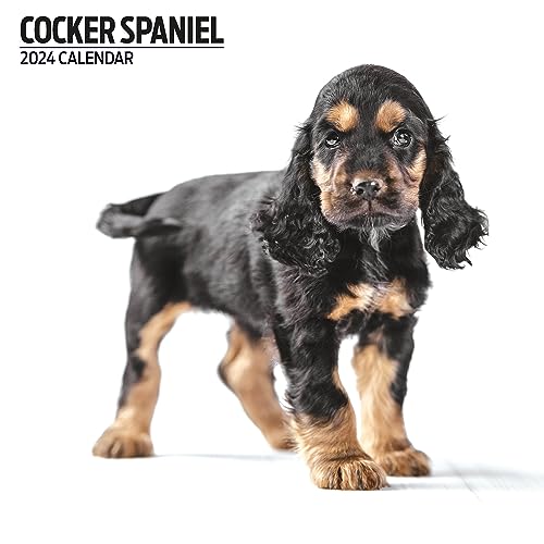 Cocker Spaniel Modern Calendario 2024