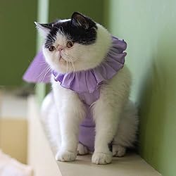 Cat Recovery Suit for Abdominal Wounds and Skin