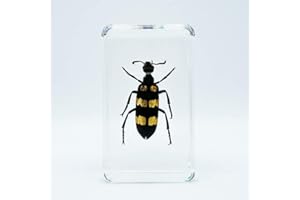BETENSH Assorted Styles of Beetle and Insect Specimens, Clear Amber Resin Material Ideal for Kids' Science Education, Collecting, and Home Decoration 2.4″*1.4″*0.7″ (No.40)