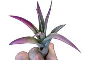 Air Plant Tillandsia Capitata Peach, air Plants Collection, Airplant, airplants, air Plant, no Soil Plants, Real Plant, Live 