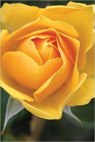 Yellow Rose Of Texas Journal Really A Journal I M 9781523919314 Amazon Com Books
