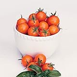 Park Seed Cherry Tomato Vegetable Planting