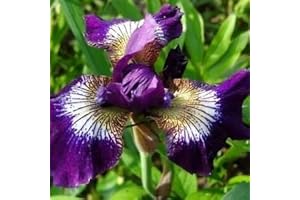 Iris North Blue Flag Flower Seeds (Iris Versicolor) 40 + Seeds : Package Contains Seeds