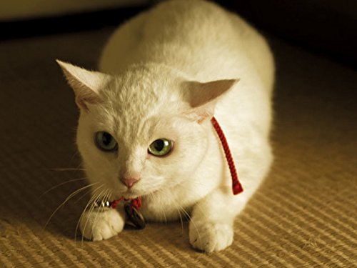 Amazon Co Jp ドラマ版 猫侍 Season1を観る Prime Video