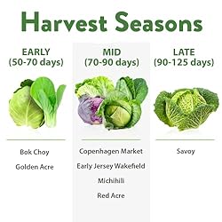7 Cabbage Seeds for Planting - 2000+ Heirloom