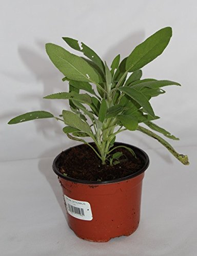 Salvia (Maceta 10,5 cm Ø) - Planta viva - Planta aromatica en promo sur Amazon