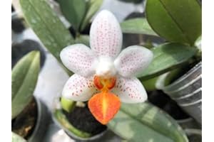 BLOOMIFY Phalaenopsis Mini Mark 'Holm', Creamy White Flower