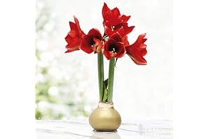 HOLLAND BULB FARMS Gold Base Waxed Amaryllis Flower Bulb with Stand, No Water Needed