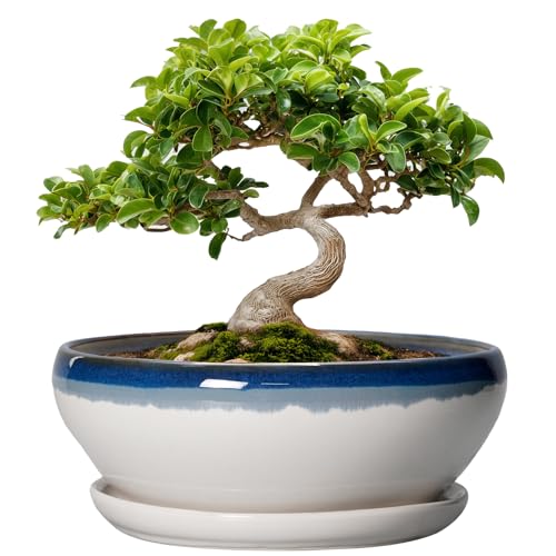 SQOWL Bonsai Pots Ceramic