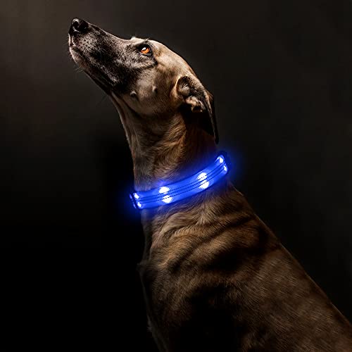 PZRLit LED Dog Collar Light-USB Rechargeable, Adjustable Nylon Webbing Light Up Dog Collars Super Bright, Safety Reflective Puppy Collar, Water Resistant Ｇlow in the Ｄark Pet Collars-Blue, Large