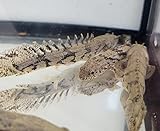 Quinn's Fins Saddled Bichir- Polypterus Bichir