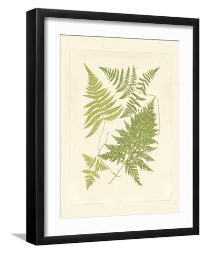 ART.COM Wall Art Print Ferns with Platemark VI on Black Frame, 17" x 21"