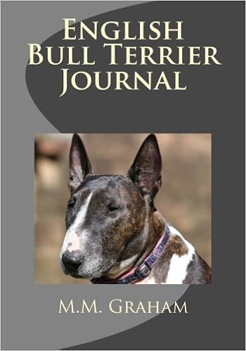 large english bull terrier