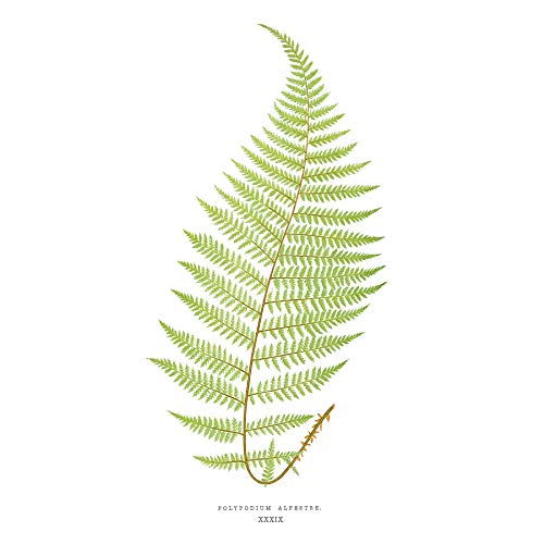 Wee Blue Coo Fern Polypodium Alpestre Art Print Canvas Premium Wall Decor Poster