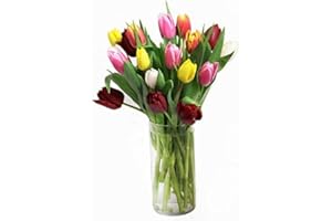 EFLOWERWHOLESALE Fresh Cut Tulips Mix Colors 30 stems with Free Vase