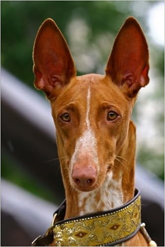 basenji pharaoh hound