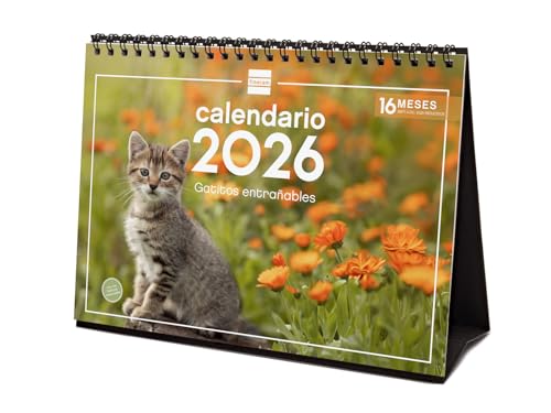 Finocam - Desktop Calendar 2026 Month View January - December 2026 + Sep.- Dec. 2025 (4 months) reduced | Calendar 2026 | Images Kittens - English