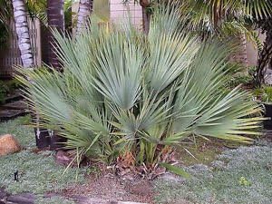 Nannorrhops Ritchiana Mazari Palm 10 Seeds Amazon De Garten