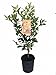 Panama Orange Tree - Calamondin- Bush Form - 6" Pot- No Ship to CA,FL,TX, AZ