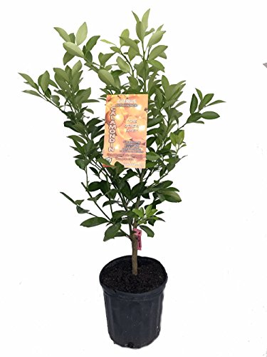Panama Orange Tree - Calamondin- Citrus mitis - 8