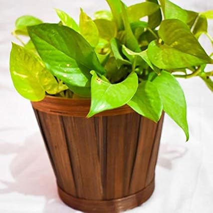 Trendy & Stylish Plant Stand Brown | Planter Baskets | Storage Baskets | Bamboocraft | Size: 7 * 7 Inch (Diameter/Height)