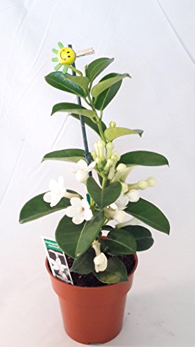 Madagascar Jasmine Plant - Stephanotis/Bridal Wreath - 4" pot unique from Jmbamboo