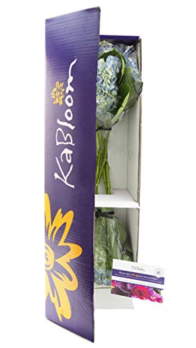 KaBloom Summer Beauty Bouquet of 6 Blue Hydrangeas with Vase