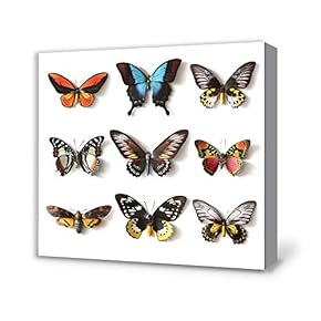 Canvas Wall Art for Living Room,Bedroom Home Artwork Paintings Butterfly Ready to Hang - 12x12 inches