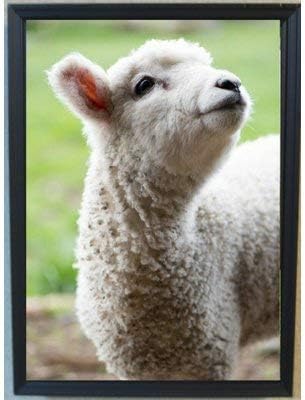 Amazon Co Jp 羊 ポスター グッズ 雑貨 インテリア 動物 アニマル Generic