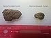 Smoked Oysters - All Natural Original Flavor Farmed in USA - Willapa Bay Washington by Ekone Oysters