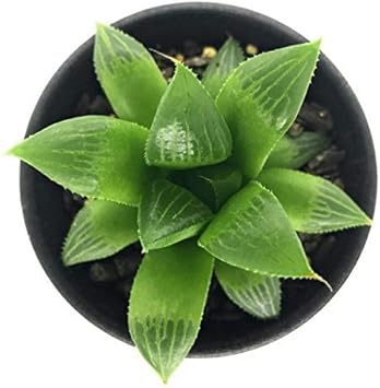 Amazon Co Jp 多肉植物 ハオルチア グリーンレツーサ 2 5号鉢 ハオルシア Haworthia ホーム キッチン