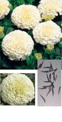 Creative Farmer Flower Seeds White Marigold Seeds Non Gmo Garden Home Balcony 20 Seeds Kitchen Garden Seeds Pack