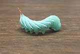 75+ live hornworms with enough food to grow them to about 1-1/2 to 2