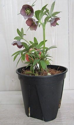 Amazon 現品 開花株 小輪系 横山園芸さんのクリスマスローズ プチドール Type2 5号鉢 イングリッシュガーデン みんなの花屋さん ほのか ホーム キッチン Amazon 現品 開花株 小輪系 横山園芸さんのクリスマスローズ プチドール Type2 5号鉢 イングリッシュガーデン みんなの花屋さん ほのか ホーム キッチン