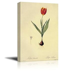Scientific Illustration of a Flower - Tulipa Suaveolens by Pierre-Joseph Redoute - Canvas Art Home Art - 12x18 inches