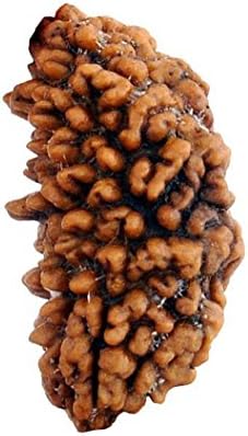 Rashi Ratan Bhagya Ek Mukhi Rudraksha Standard Brown
