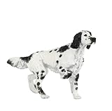 English Setter