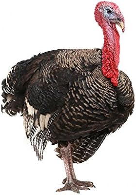 ملصق جدران على شكل ديك رومي من شركة والمونكيز رسم يتم تقشيره ولصقه على الجدار موديل Wm49339 18 H X 12 W Small Amazon Ae