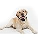 Zacro No Bark Collar for Bark Control with 7 Levels Adjustable Sensitivity Control