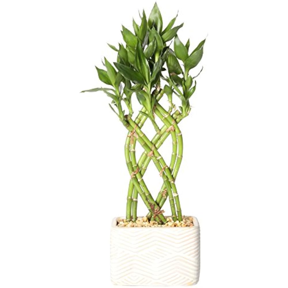 Costa Farms Medium Lucky Bamboo Live Indoor Tabletop Plant