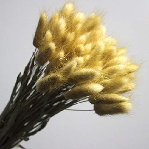 WEISY 30PCS Natural Rabbit Tail Grass Dried Household Flower Decorations Festive Party Supplies